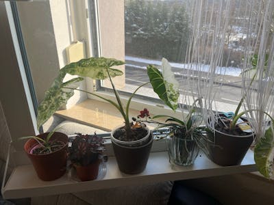 frischluft Fensterbrett