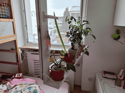 frischluft Fensterbrett