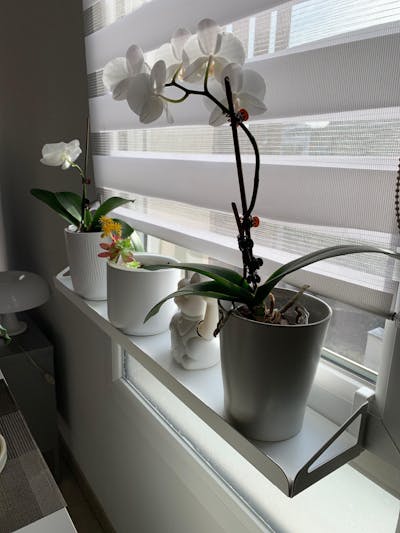 frischluft Fensterbrett