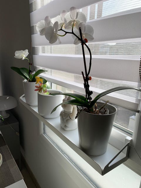 frischluft Fensterbrett