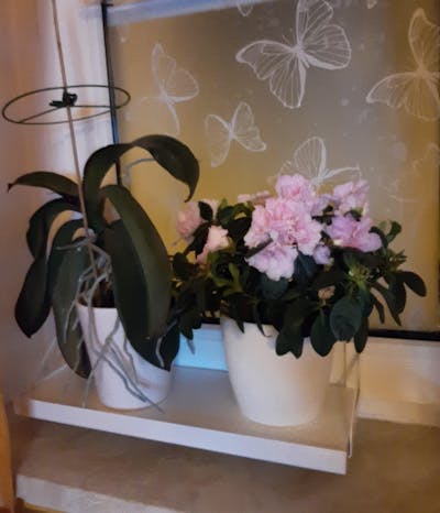 frischluft Fensterbrett