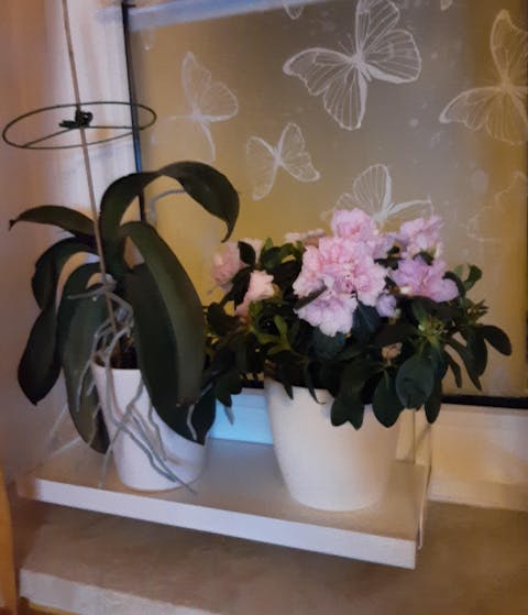 frischluft Fensterbrett