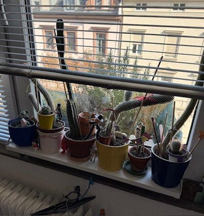 frischluft Fensterbrett