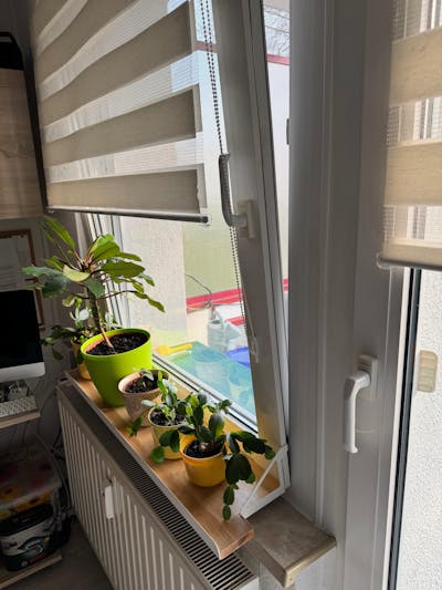 frischluft Fensterbrett