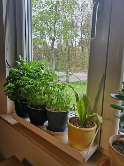 frischluft Fensterbrett