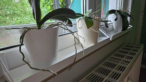 frischluft Fensterbrett