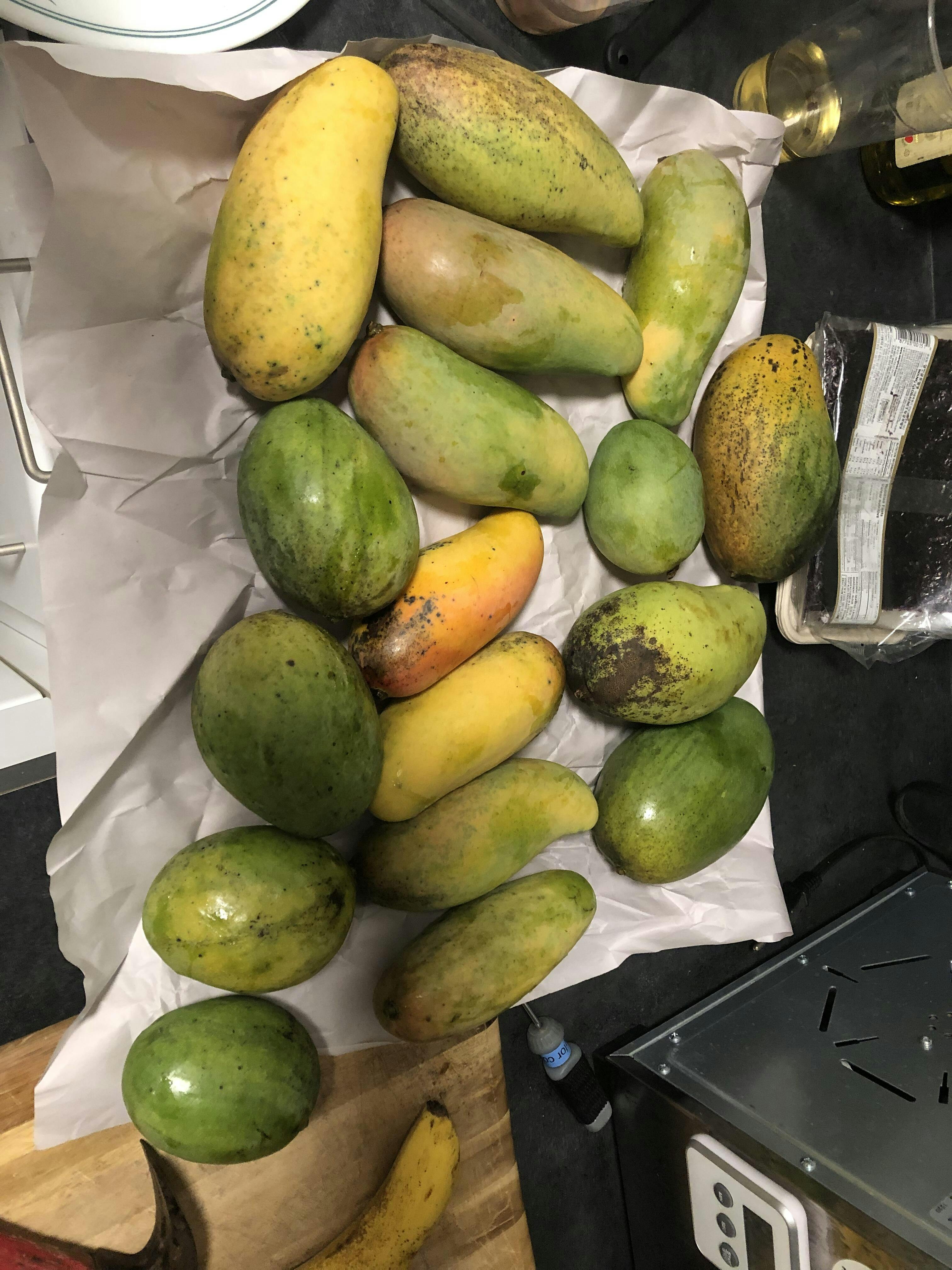 PREORDER Florida Mango Fruit Hunters