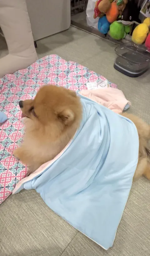 Classic Cloud Blanket