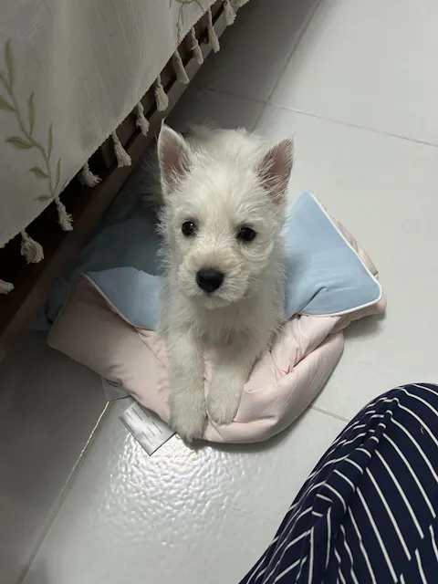 Classic Cloud Blanket