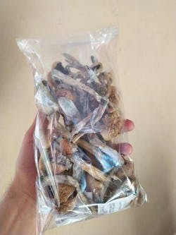 Cogumelos Mágicos - (Psilocybe Cubensis)