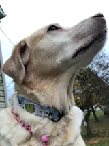 Blue Ornaments The Grinch - Robert Kaufman Cotton