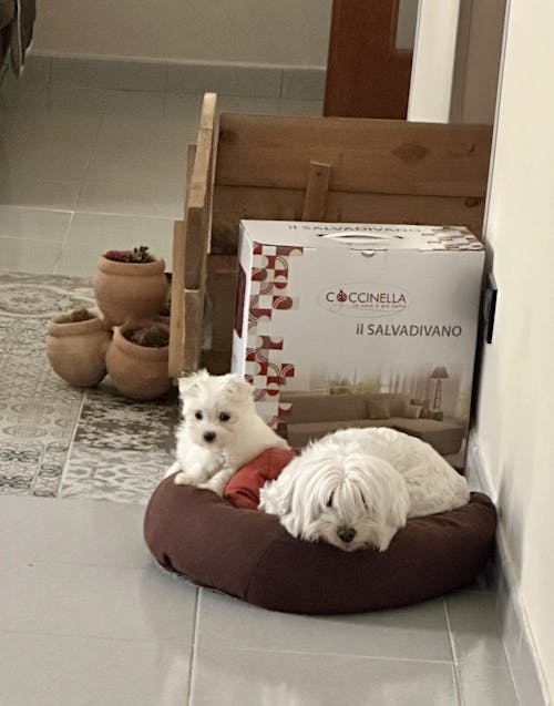 Crocchette ANCESTRAL IPOALLERGENICHE con Salmone, Aringa e Rosa canina per cani di piccola taglia