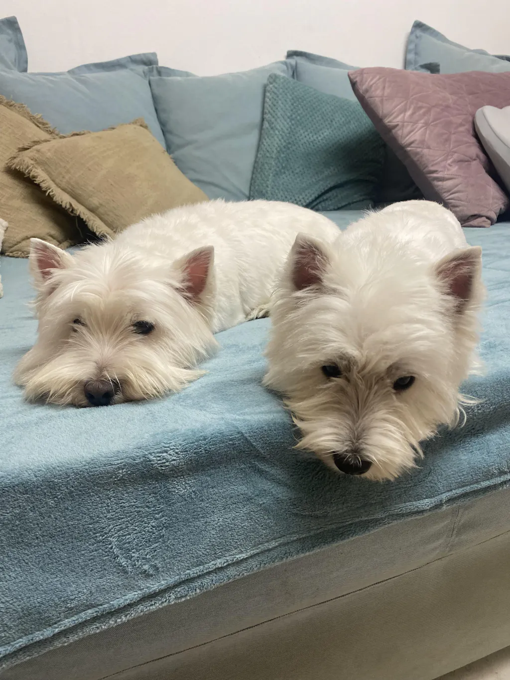 Crocchette GRAIN FREE con Maiale, Coniglio, Ananas e Melograno