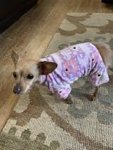 Dog Cat Jumpsuit Pajamas Apparel Shirt Pants One Piece