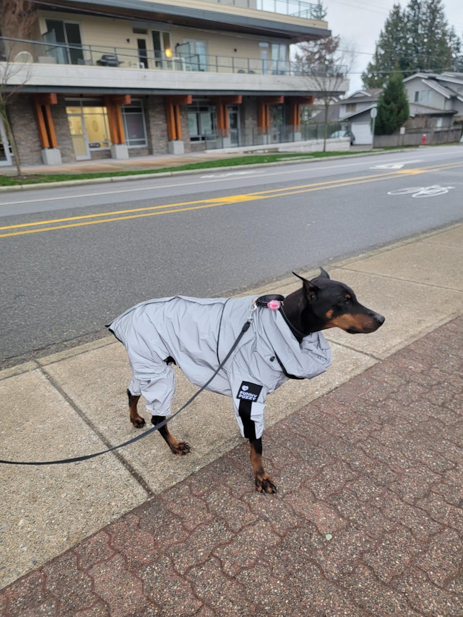 Reflective All-weather Waterproof Cool Dog Accessories Rain Coat -  FunnyFuzzy