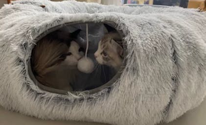 2 in 1 Foldable Indoor Soft Round Cat Tunnel Bed - FunnyFuzzy