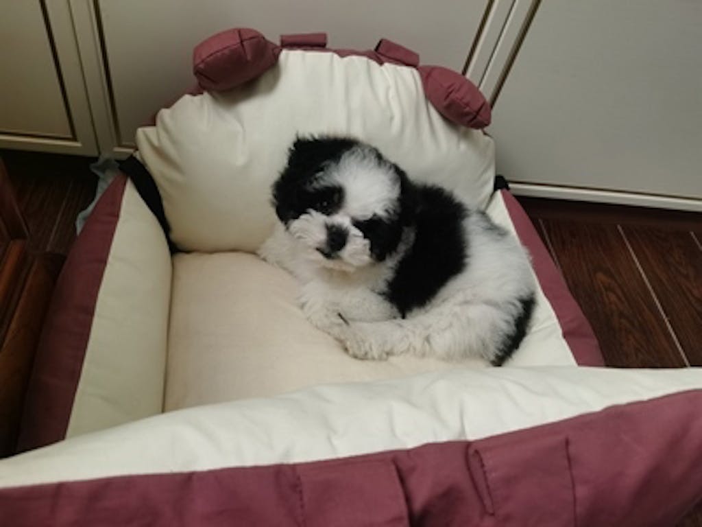 Bear Ears Pet Car Safety Bed Dog Car Seat Bed