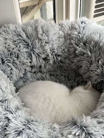 2 in 1 Foldable Indoor Soft Round Cat Tunnel Bed - FunnyFuzzy