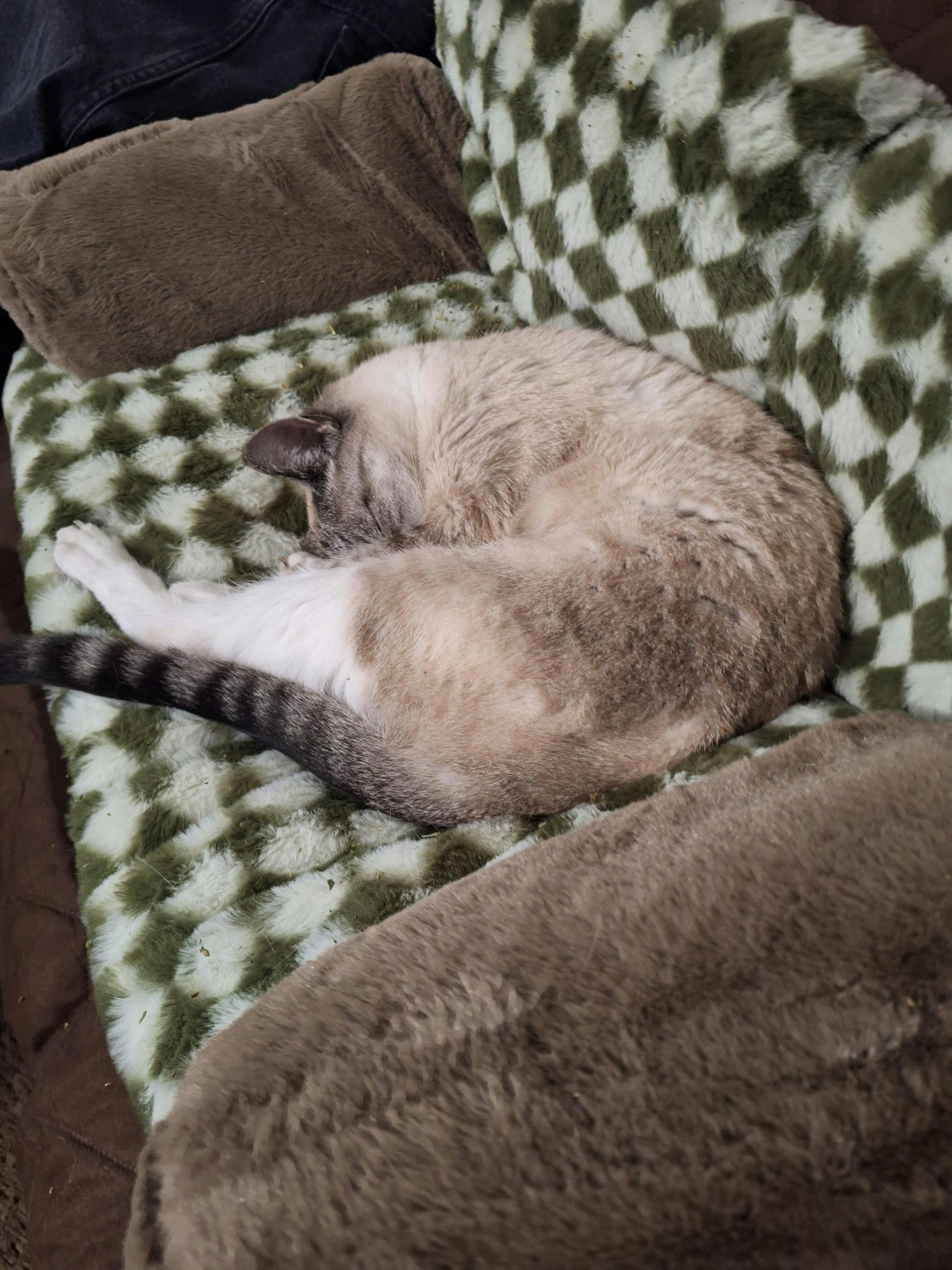 Vintage Leisure Diamond Cat Sofa Bed FunnyFuzzy