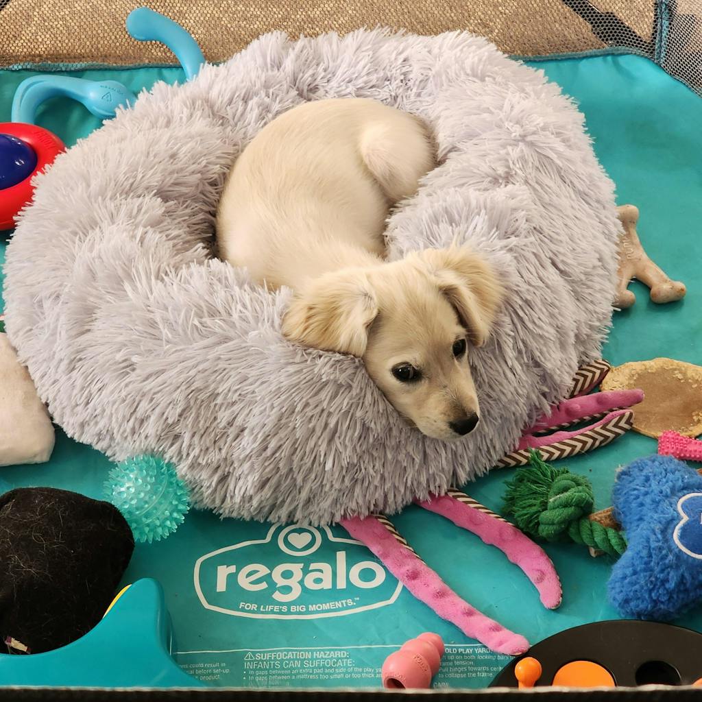 Fuzzy Round Dog Bed Soft & Cozy Sleep for Your Pet FunnyFuzzy
