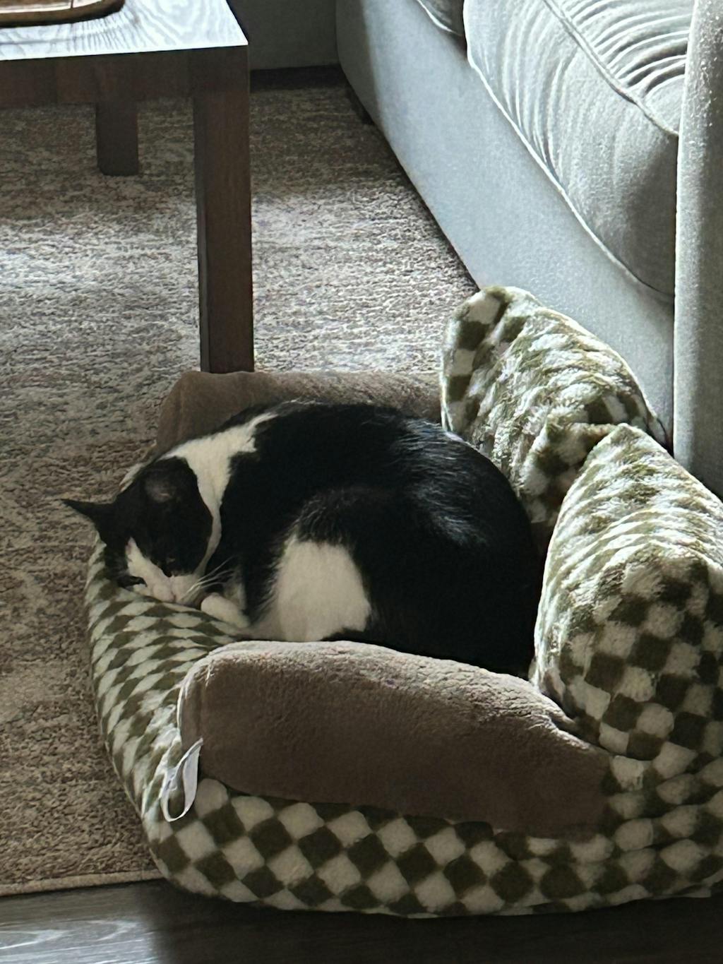 Vintage Leisure Diamond Cat Sofa Bed FunnyFuzzy