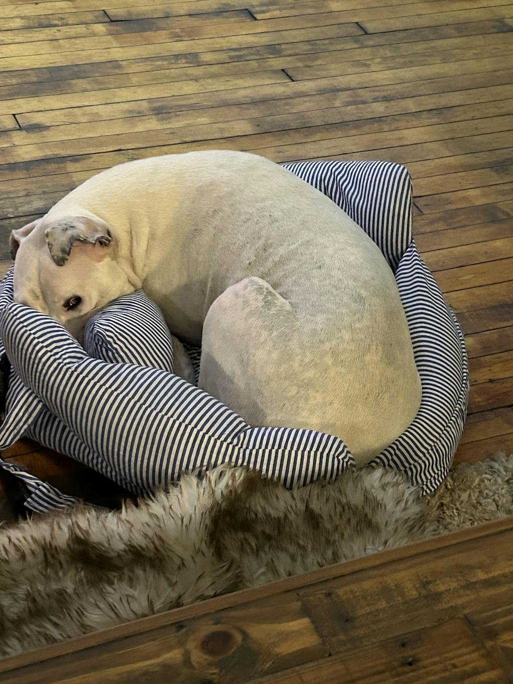 Portable Leisure Outing Pet Bolster Large Dog Car Seat Bed FunnyFuzzy