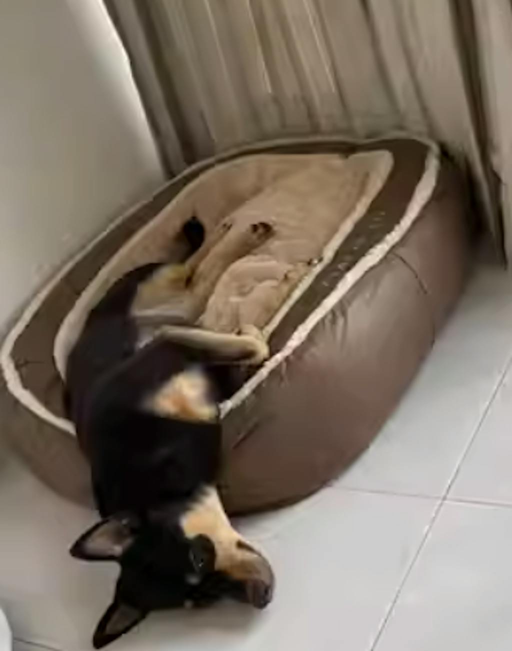 Ultimate Comfort Large Orthopedic Dog Bed Deep Sleep & Warmth for