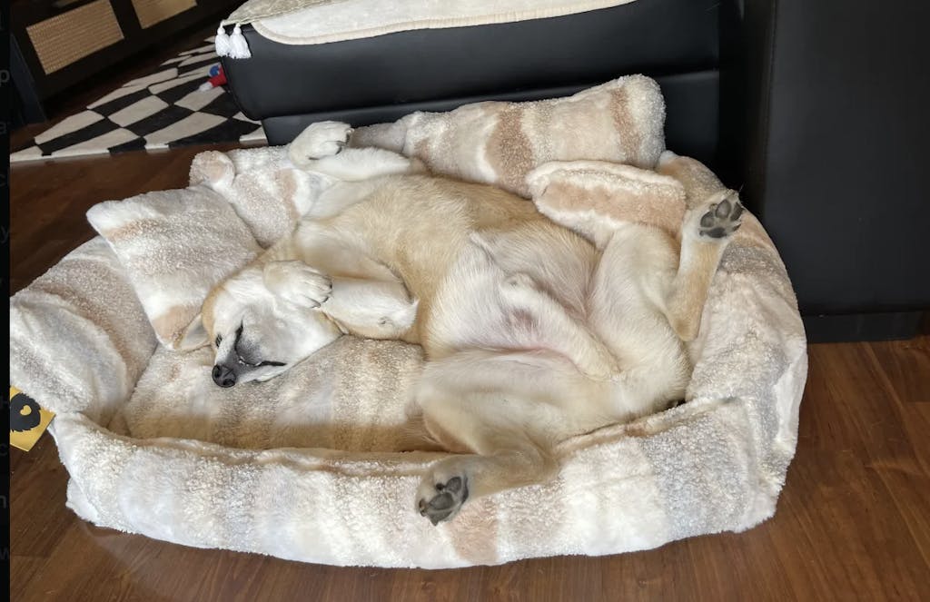 Nordic Fluffy Extra Large Dog & Cat Sofa Bed UltraSoft & Spacious