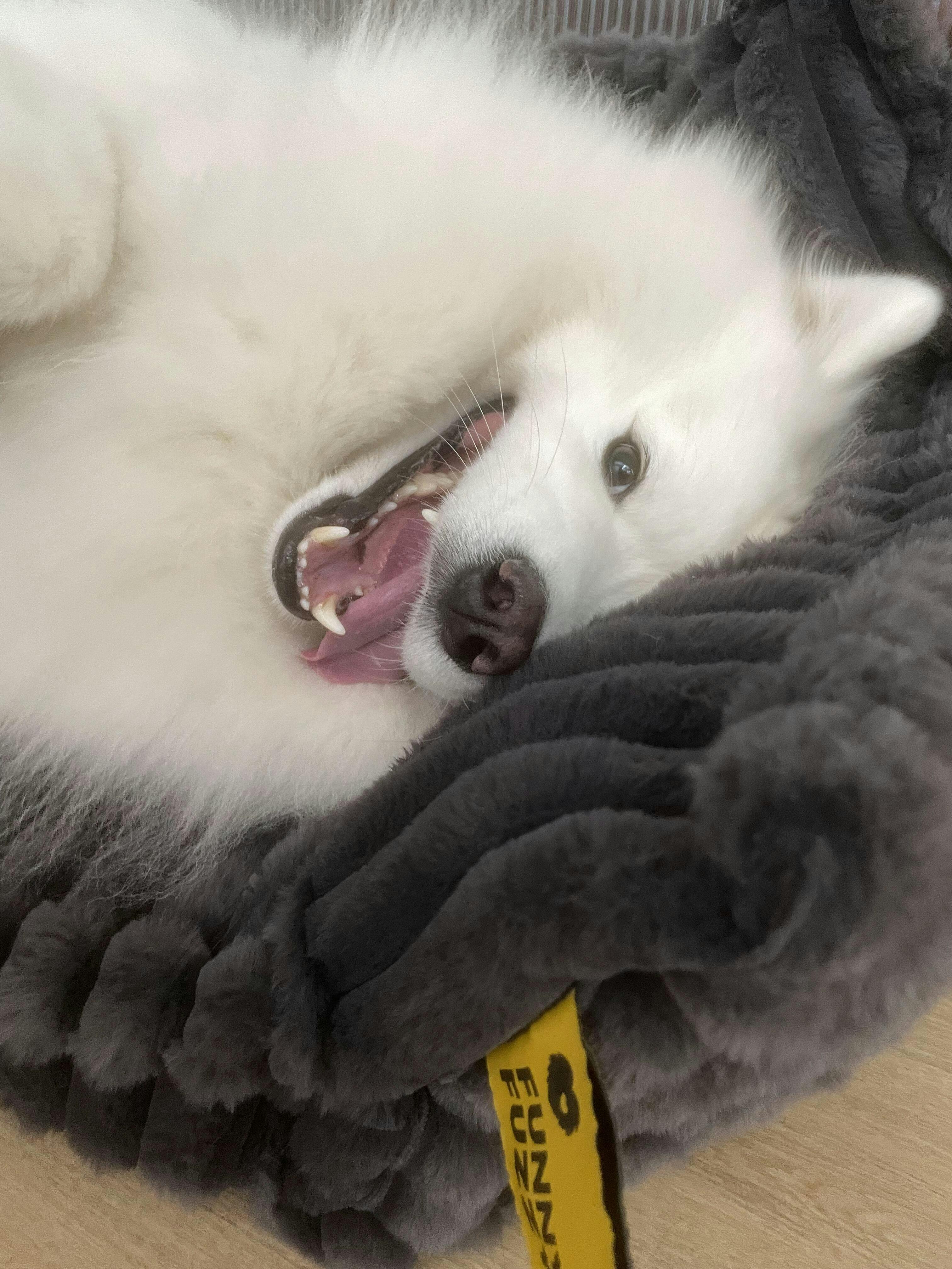 Designing Comfort The Story Behind the Snoozy Dream Large Washable Do