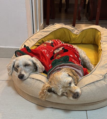 Perro Dormir Como Hacer Que Tu Cachorro Duerma En Su Cama Como