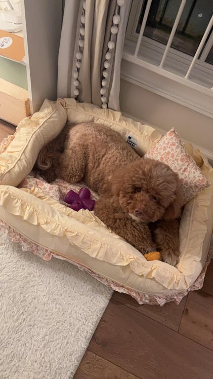 Floral Orthopedic Dog Bed Calming Pet Bed with Pillow FunnyFuzzy