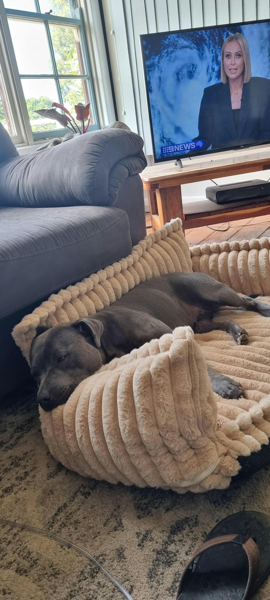 Large Washable Fluffy Orthopaedic Soft Dog Pillow Dog Sofa Bed-Snoozy Dream