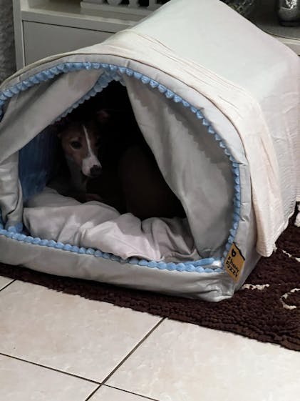 Double Curtain Pet House Enclosed Dog Bed-Funnyfuzzy