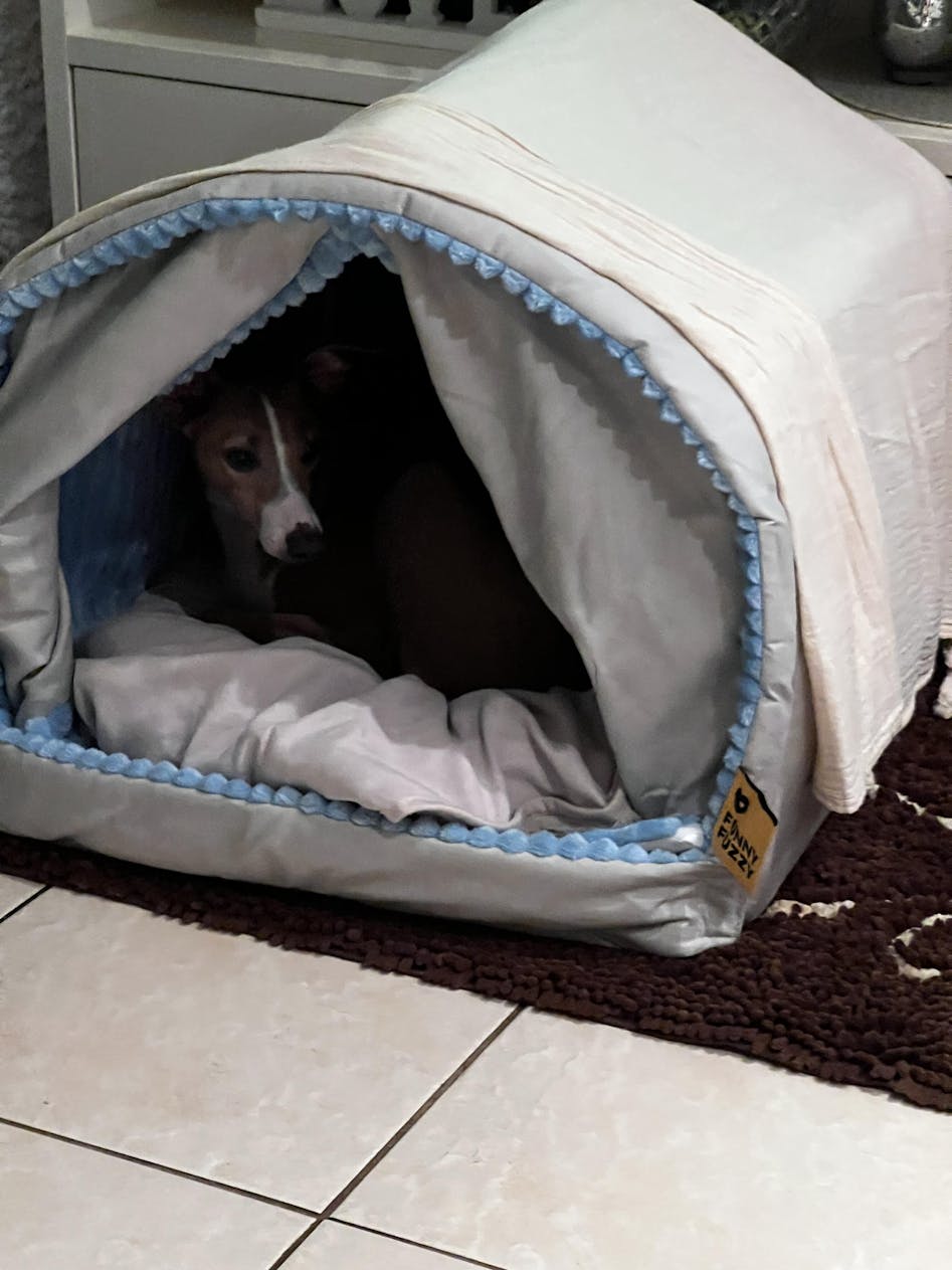 Double Curtain Pet House Enclosed Dog Bed-Funnyfuzzy