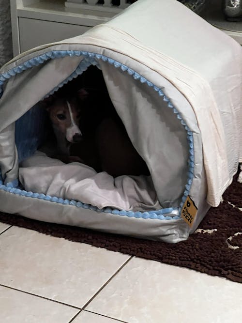Double Curtain Pet House Enclosed Dog Bed