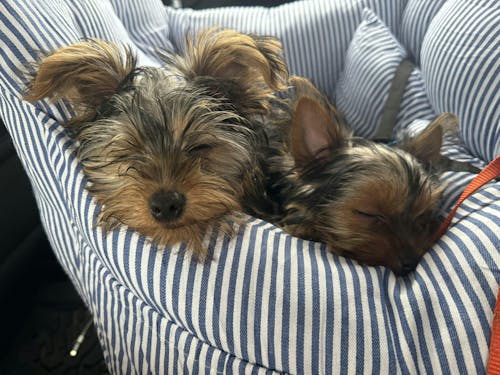 Cama Portátil para Asiento de Coche para Perros Grandes