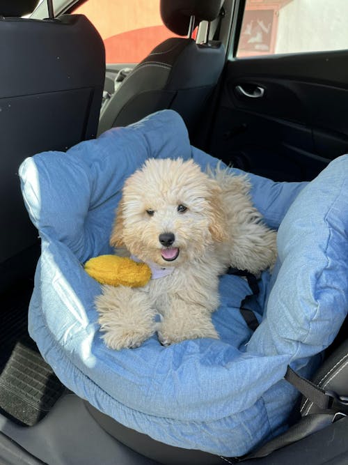 Cama Portátil para Asiento de Coche para Perros Grandes