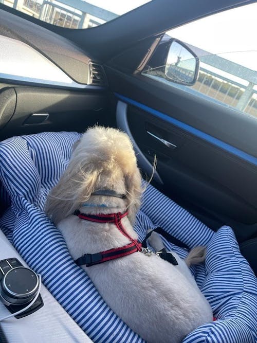 Cama Portátil para Asiento de Coche para Perros Grandes