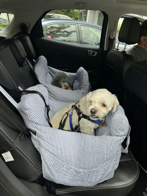 Cama Portátil para Asiento de Coche para Perros Grandes