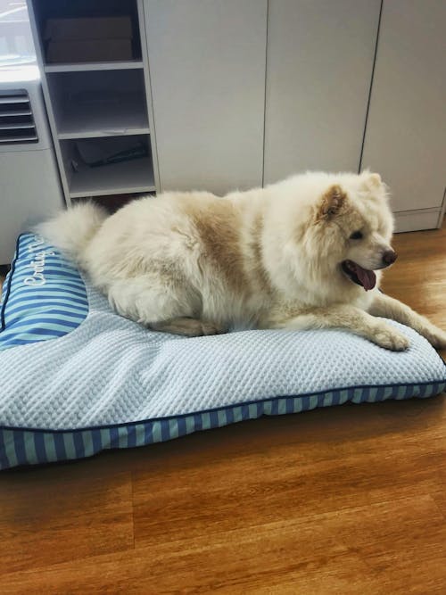 Cama ortopédica para perros rectangular lavable y de enfriamiento extra grande - Siesta fresca