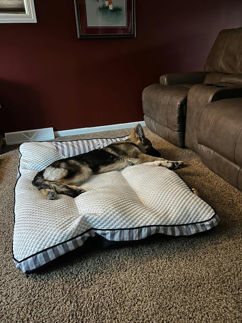 Cama ortopédica para perros rectangular lavable y de enfriamiento extra grande - Siesta fresca