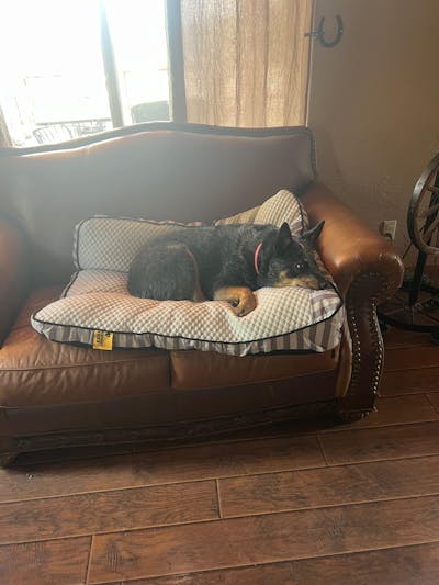 Extra Large Cooling Washable Rectangle Orthopedic Dog Bed - Cooling Nap