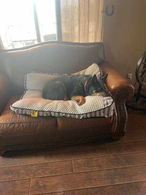 Extra Large Cooling Washable Rectangle Orthopedic Dog Bed - Cooling Nap