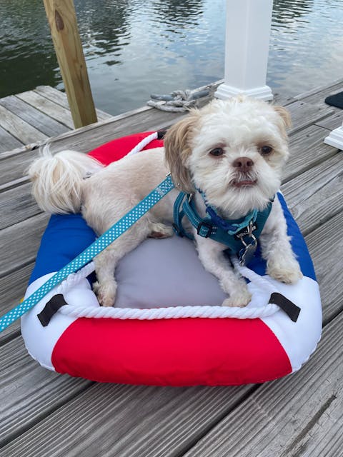 Summer Cooling Waterproof Boat-Shaped Pet Bed or Pillow – Chill Raft