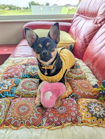 FUNNYFUZZY