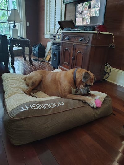 Large Thick Scratch-resistant Spine Protection Dog Cushion Bed
