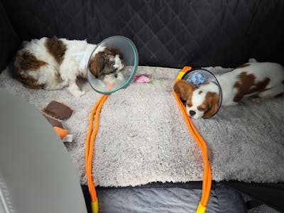 Anti-pull Nylon Dog Car Seat Safety Belt