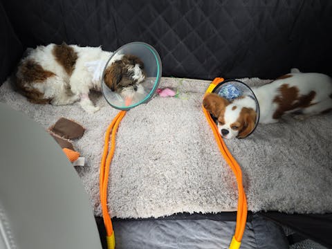 Anti-pull Nylon Dog Car Seat Safety Belt