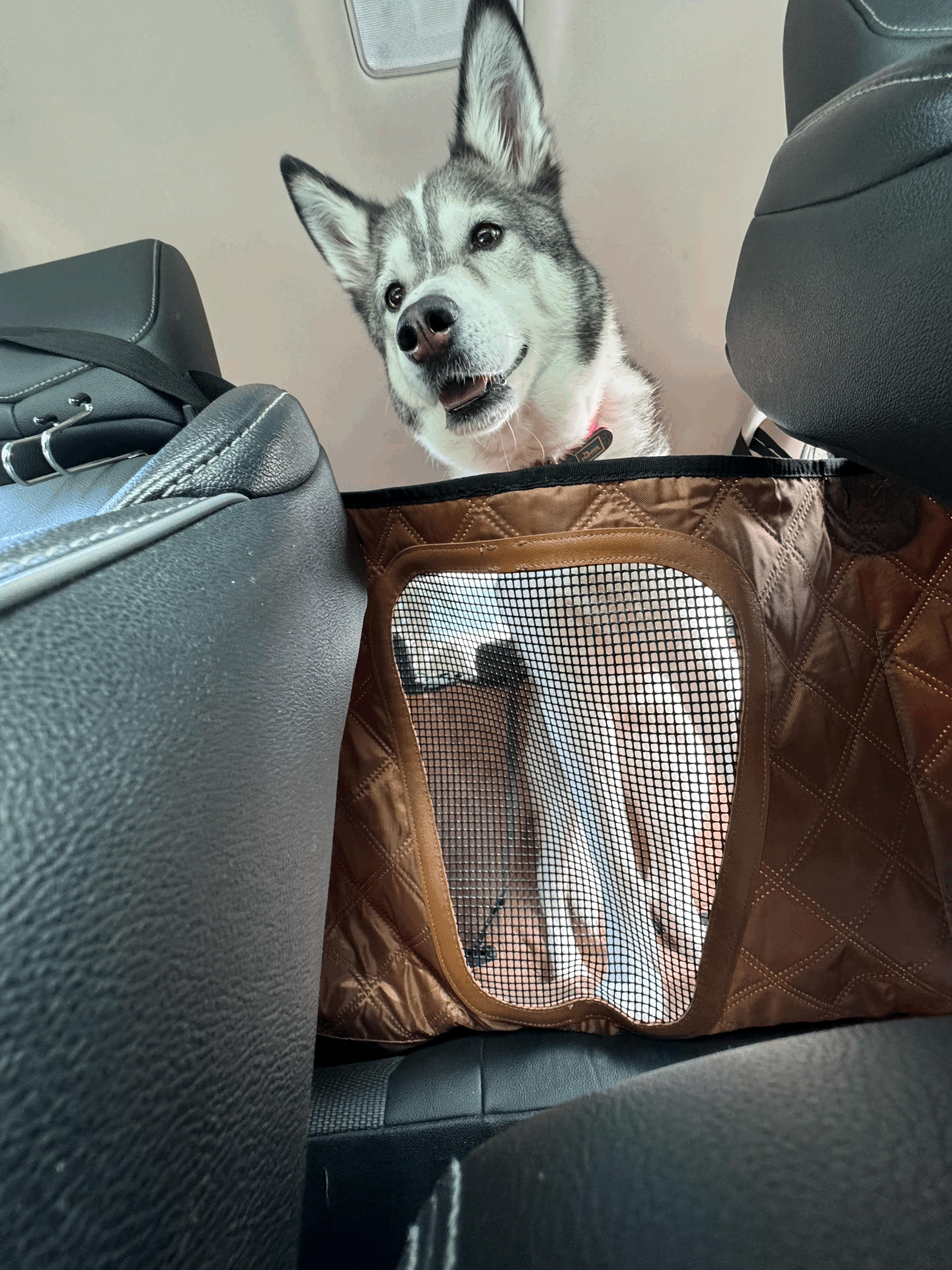 Ziciner Waterproof Dog Car Seat Cover - 600D Oxford, Anti-Scratch, Non-Slip, Universal Fit (Green)