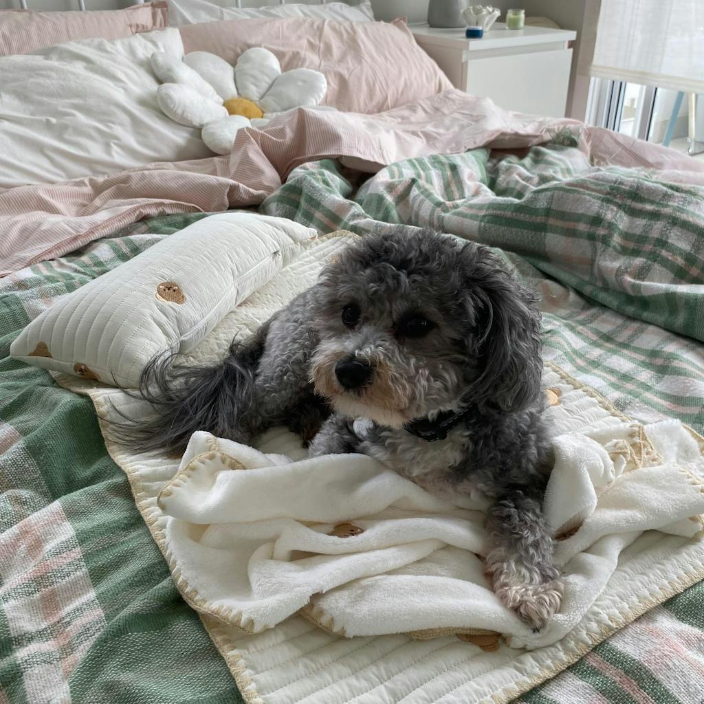 Cosy Embroidered Cotton Pet Pillow Quilt Bed Set
